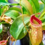 nepenthes