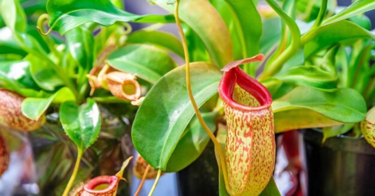 nepenthes