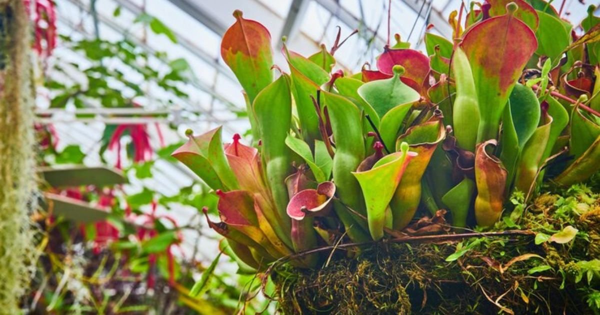 Tropical Pitcher Plants