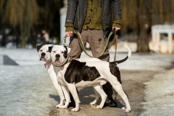 best dog harness uk