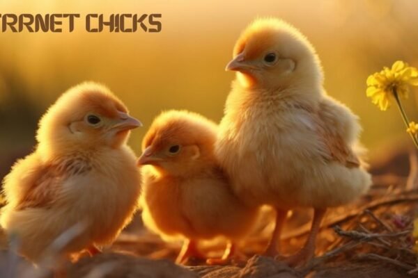 intrrnet chicks